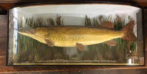 Taxidermy of a Pike Attributed to Cooper & Sons