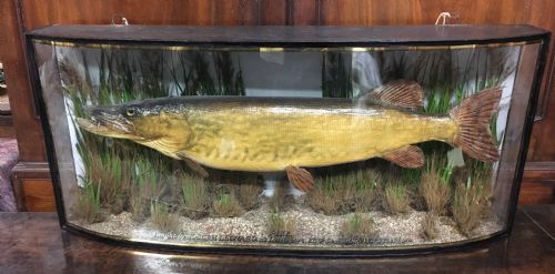 fig 1. Taxidermy of a Pike attributed to Cooper & Sons