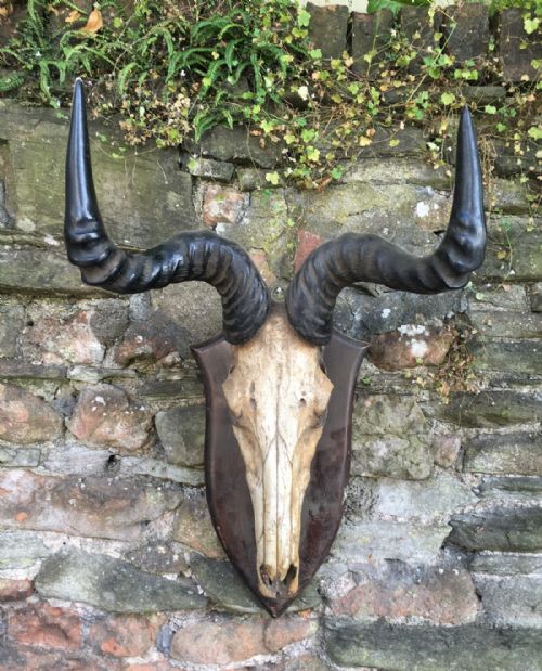 A Mounted Pair of Blue Wildebeest Horns and Skull
a Mounted Skull of a Blur Wildebeest Mounted by Williams of Dublin
