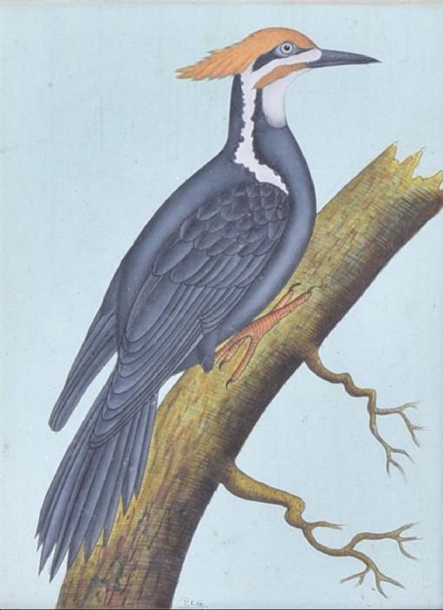 A Gouache Study Of. Great Woodpecker