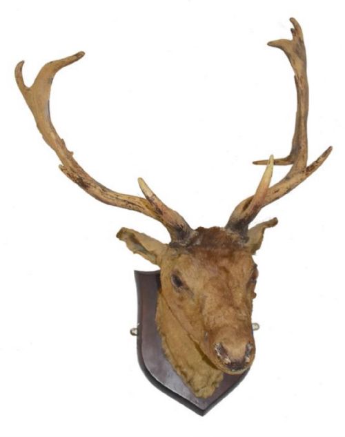 C19th Mounted Red Deer Taxidermy Head and Antlers