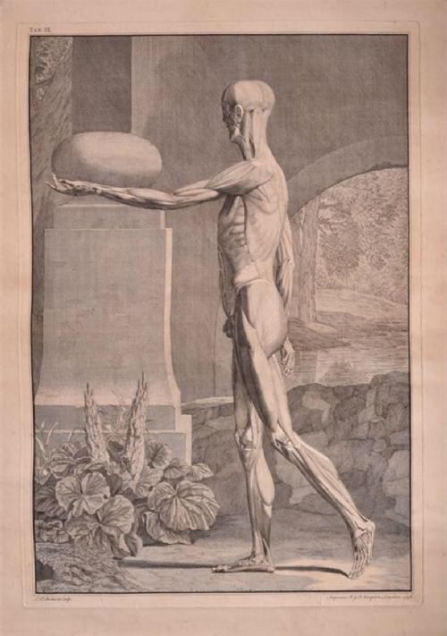 C18th Single Leaf Anatomical Print from Abinus (Bernhard Siegfried ) C1748