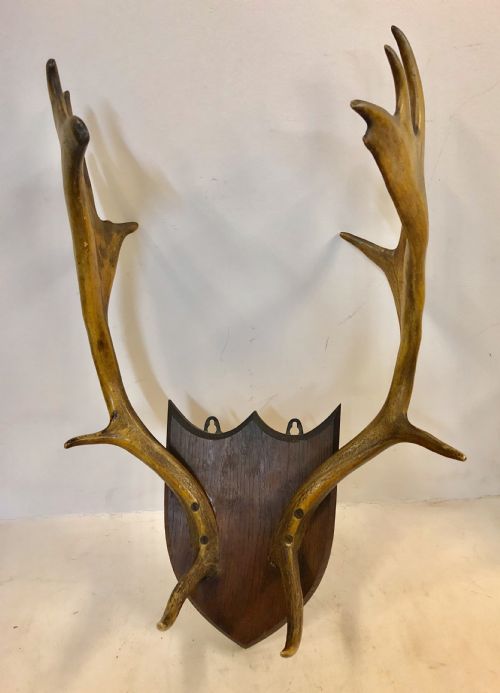 C19th Shield Mounted Deer Stag Antlers