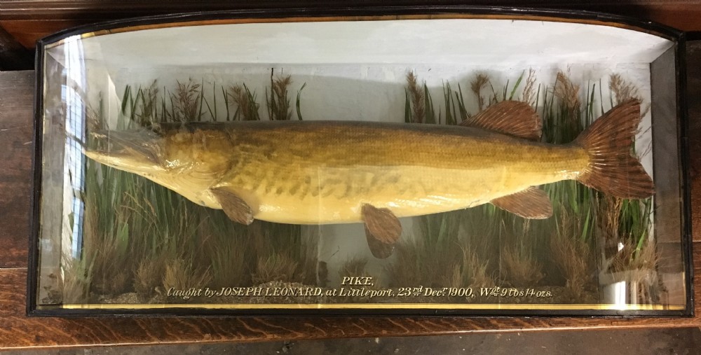 Taxidermy of a Pike attributed to Cooper & Sons
