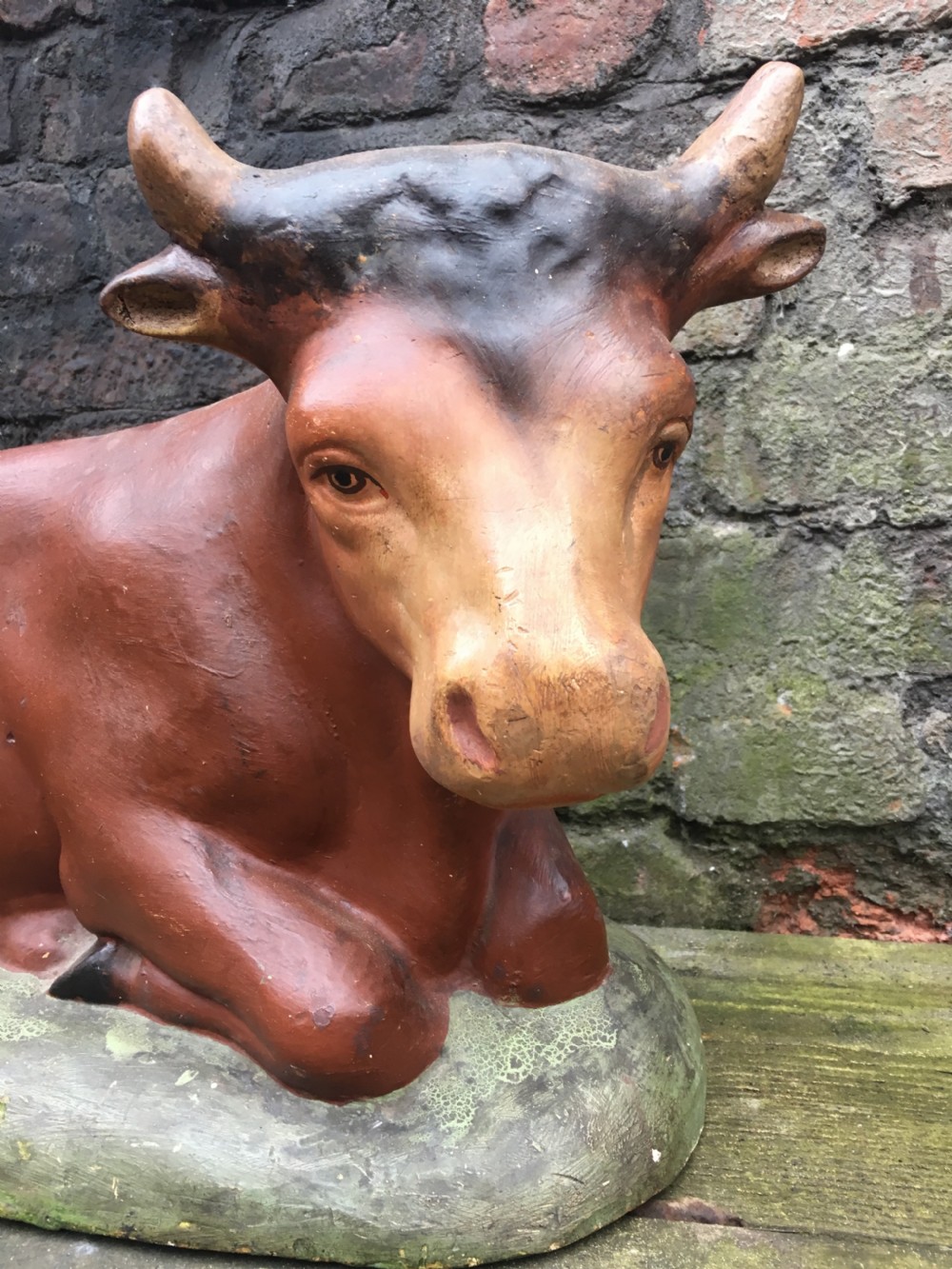 Edwardian large  plaster butchers shop window display cow View III
