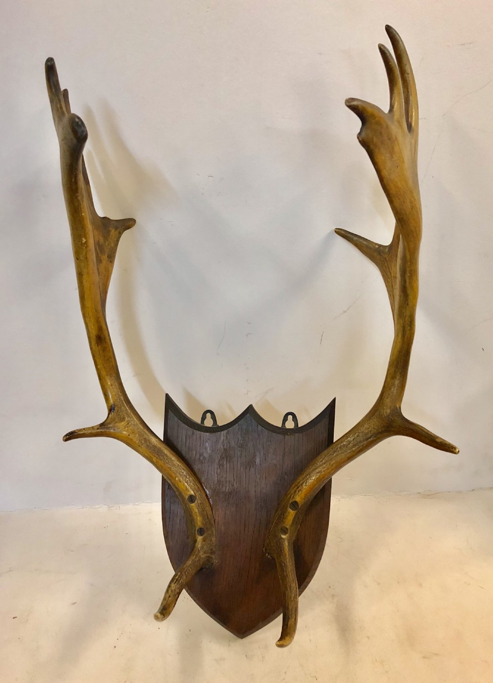 C19th shield mounted deer stag antlers