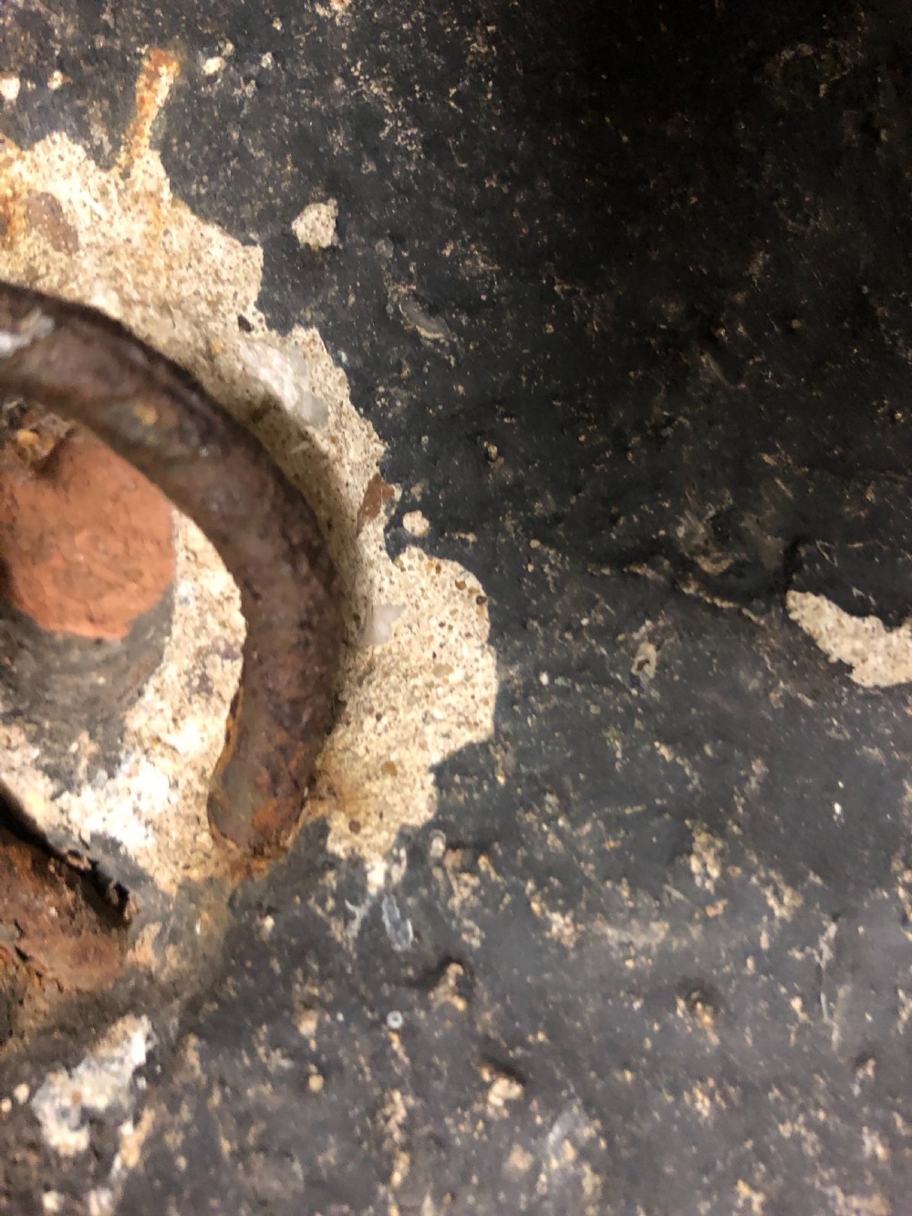 Wall mounted bulls head  View VIII