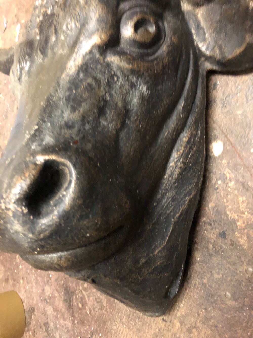 Wall mounted bulls head  View IX