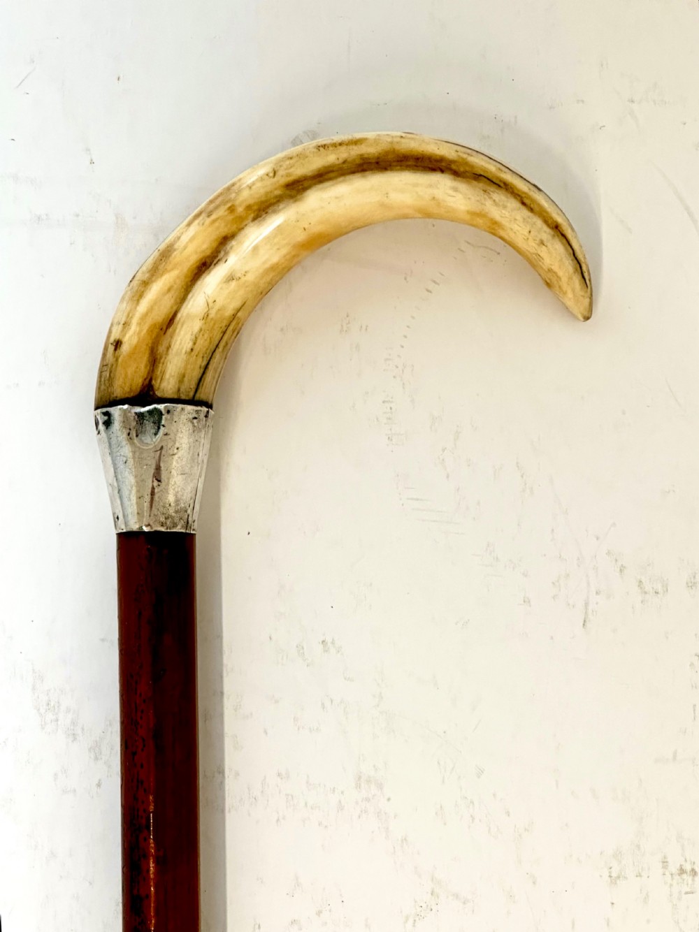 Walking Stick with Horn Handle and Silver Collar