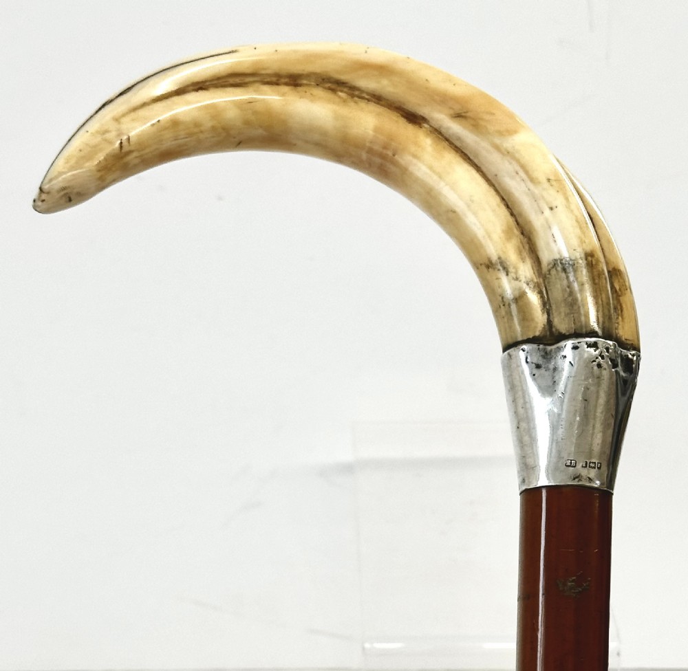 Walking Stick with Horn Handle and Silver Collar View IV