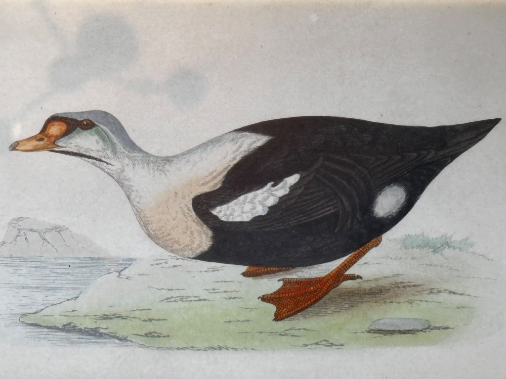Framed Tinted Lithographs (3) of Duck Species View III