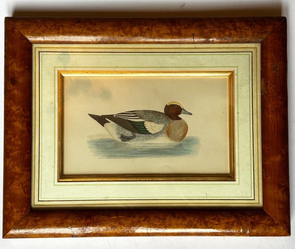 Framed Tinted Lithographs (3) of Duck Species View IV