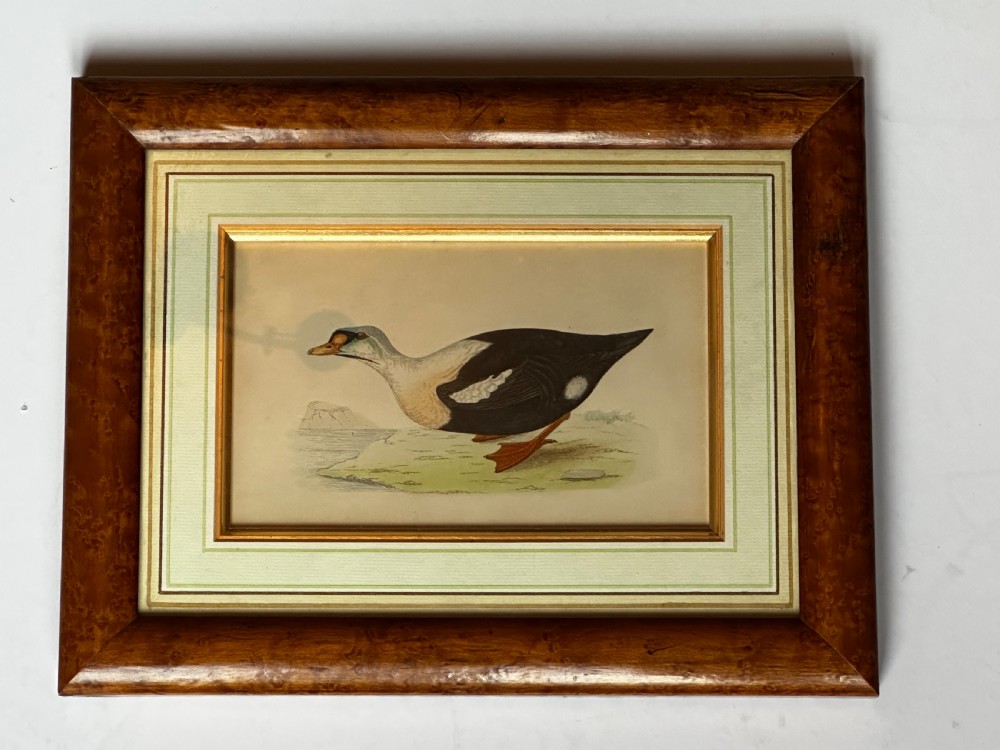 Framed Tinted Lithographs (3) of Duck Species View V