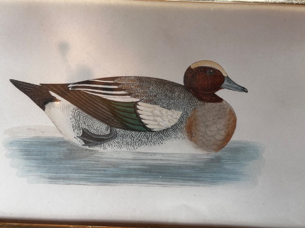 Framed Tinted Lithographs (3) of Duck Species View VI