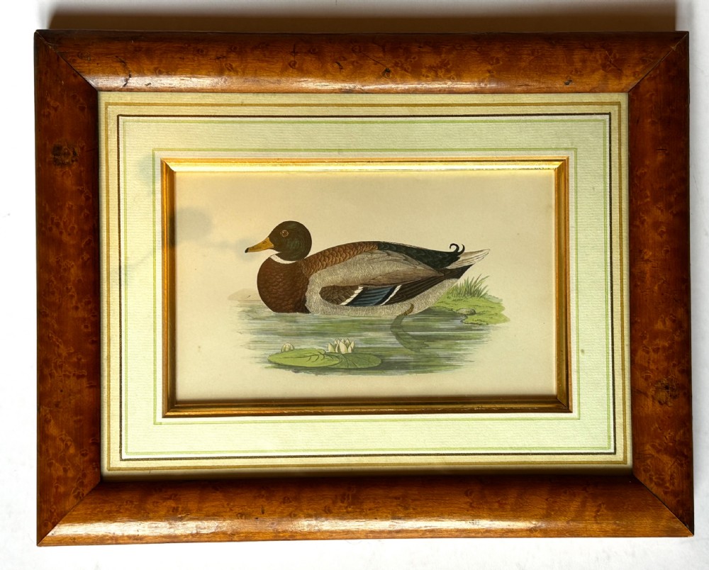 Framed Tinted Lithographs (3) of Duck Species View VII