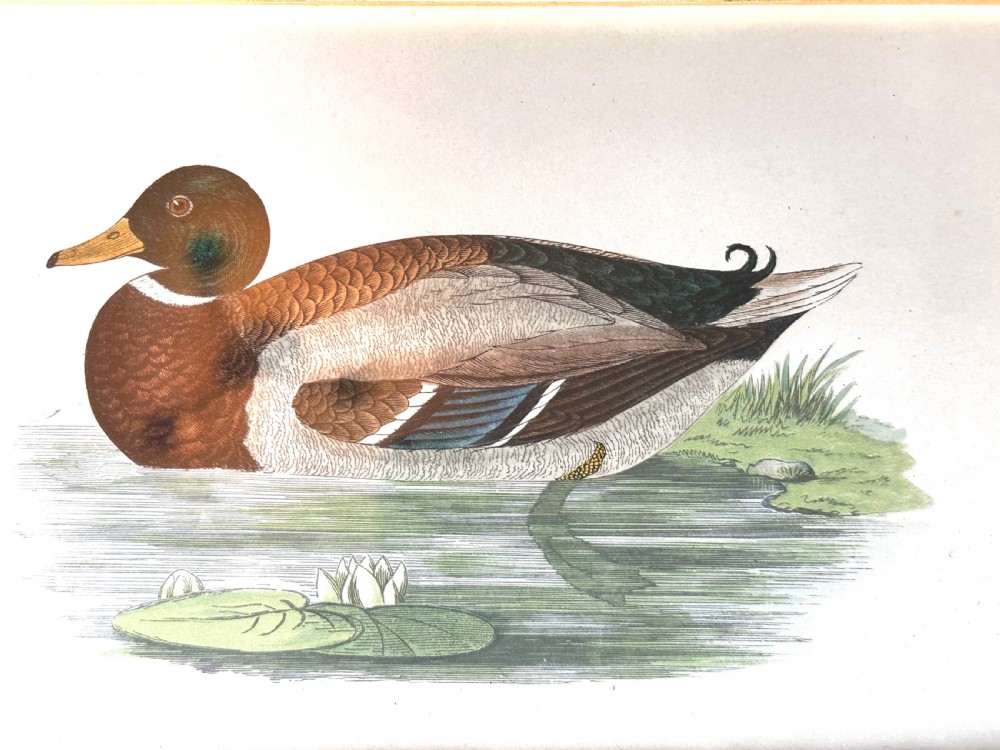 Framed Tinted Lithographs (3) of Duck Species View VIII