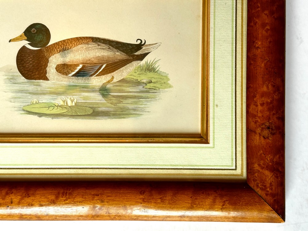 Framed Tinted Lithographs (3) of Duck Species View IX