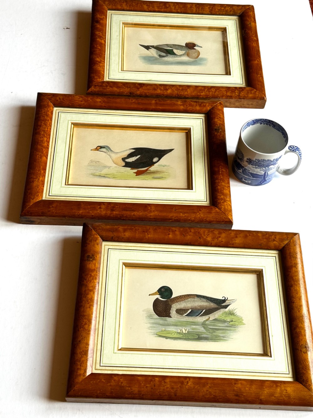 Framed Tinted Lithographs (3) of Duck Species View X