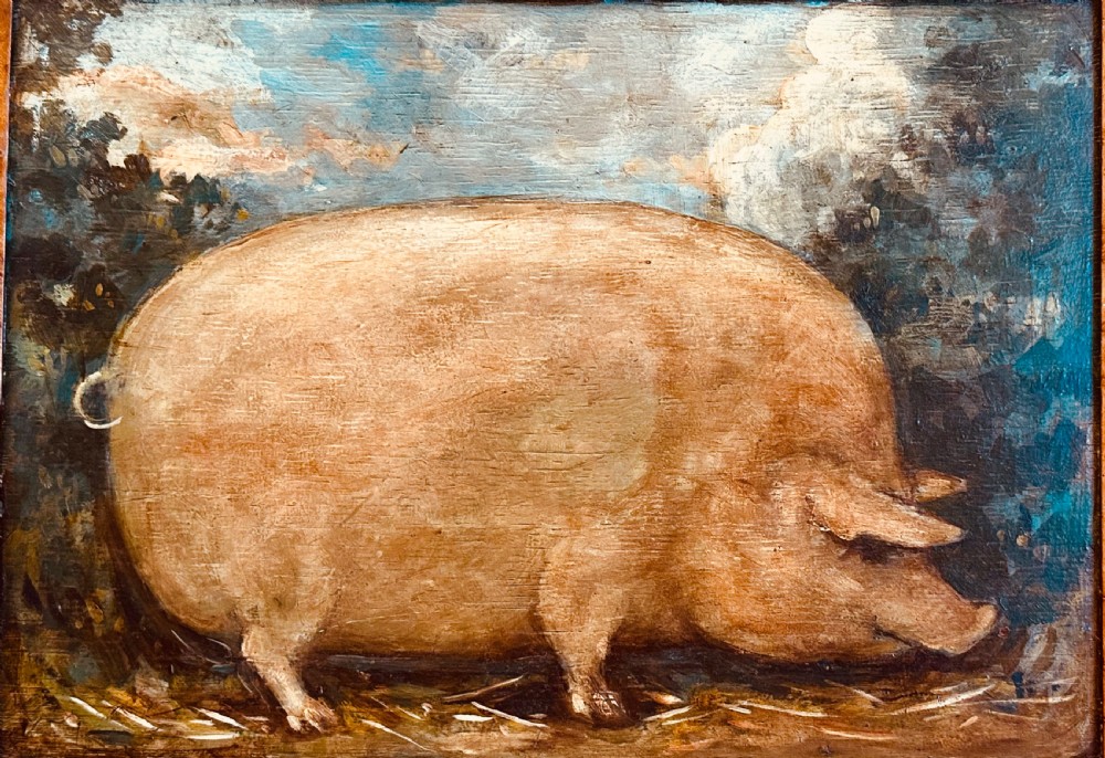 Oil of Prize Pig on Oak Panel View II