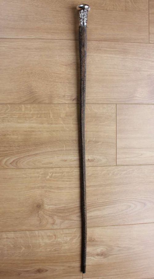 fig 1. Chinese Silver Topped Stingray Tail Walking Stick.