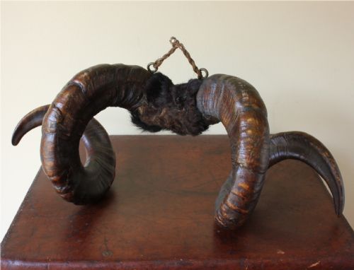 fig 1. A pair of spiralled dark brown Victorian taxidermy ram horns joined at the central skull section with dark fur and a hanging string.