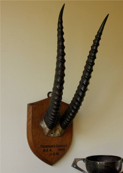 Antique Mounted Thomson's Gazelle Trophy. Taxidermy Long Antelope Horns. 1898.