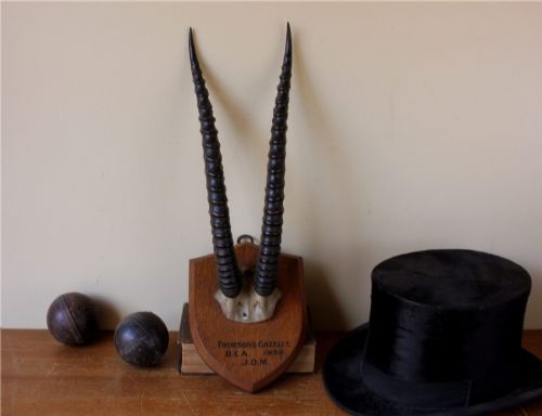 fig 1. A pair of long, curved black gazelle horns mounted on a shield-shaped oak plaque bearing a written inscription dated 1898.