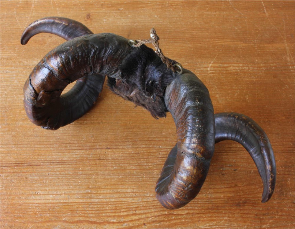 A pair of spiralled dark brown Victorian taxidermy ram horns joined at the central skull section with dark fur and a hanging string.