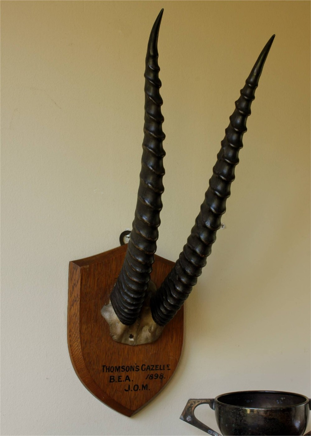 Antique Mounted Thomson's Gazelle Trophy. Taxidermy Long Antelope Horns. 1898.