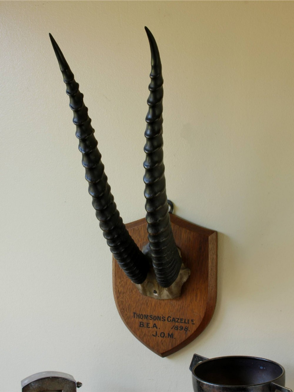 A pair of long, curved black gazelle horns mounted on a shield-shaped oak plaque bearing a written inscription dated 1898. View V