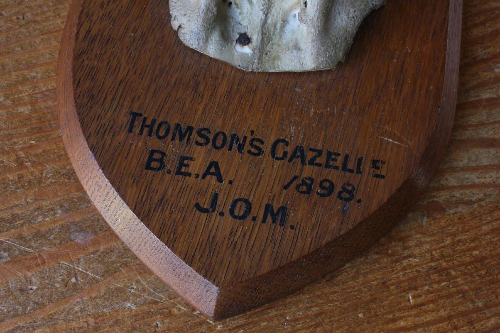 A pair of long, curved black gazelle horns mounted on a shield-shaped oak plaque bearing a written inscription dated 1898. View VIII
