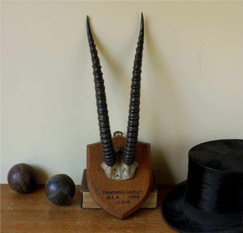 A pair of long, curved black gazelle horns mounted on a shield-shaped oak plaque bearing a written inscription dated 1898. View XI