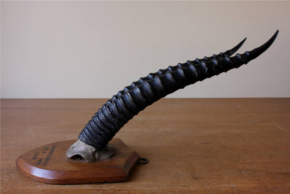 A pair of long, curved black gazelle horns mounted on a shield-shaped oak plaque bearing a written inscription dated 1898. View XII