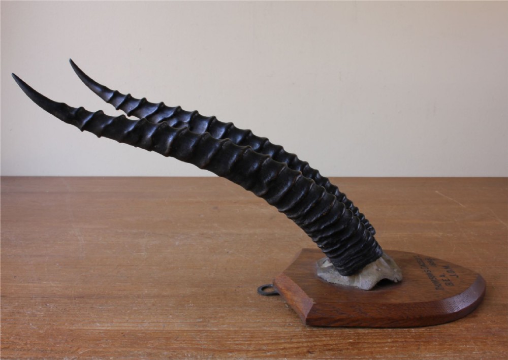 A pair of long, curved black gazelle horns mounted on a shield-shaped oak plaque bearing a written inscription dated 1898. View XIII