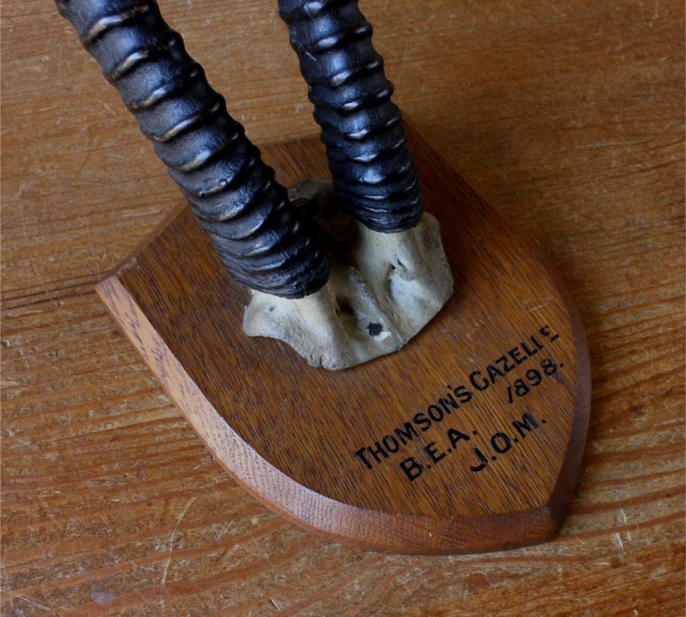A pair of long, curved black gazelle horns mounted on a shield-shaped oak plaque bearing a written inscription dated 1898. View XV