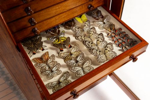 19th century butterfly collection - CATEGORY: ANTIQUE MISCELLANEOUS - DATED 19TH CENTURY