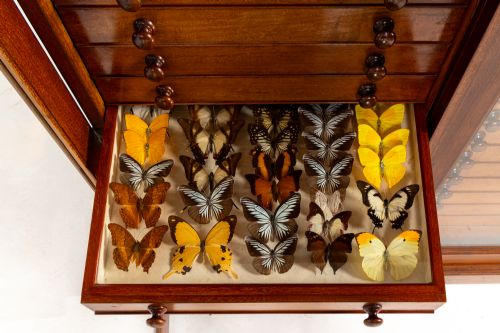 19TH CENTURY BUTTERFLY COLLECTION - ADDITIONAL PHOTO 3