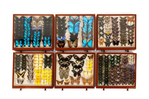 19TH CENTURY BUTTERFLY COLLECTION - ADDITIONAL PHOTO 4