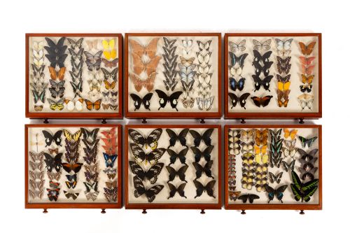 19TH CENTURY BUTTERFLY COLLECTION - ADDITIONAL PHOTO 5
