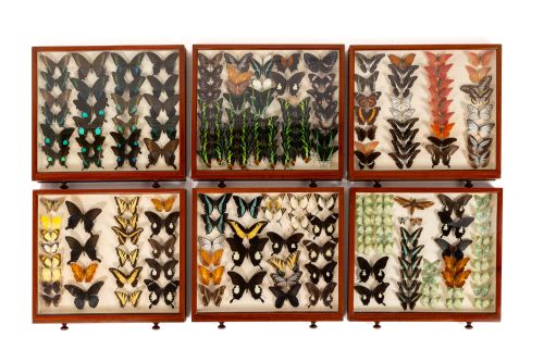 19TH CENTURY BUTTERFLY COLLECTION - ADDITIONAL PHOTO 6
