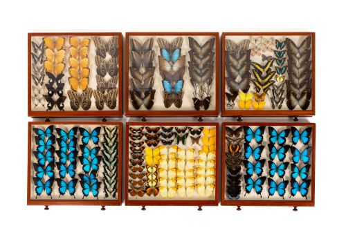19TH CENTURY BUTTERFLY COLLECTION - ADDITIONAL PHOTO 7