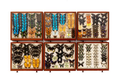 19TH CENTURY BUTTERFLY COLLECTION - ADDITIONAL PHOTO 8