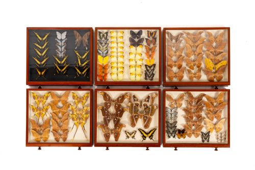 19TH CENTURY BUTTERFLY COLLECTION - ADDITIONAL PHOTO 9