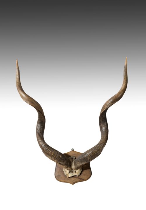 Large Set of Victorian Mounted Antique Kudu Antlers
