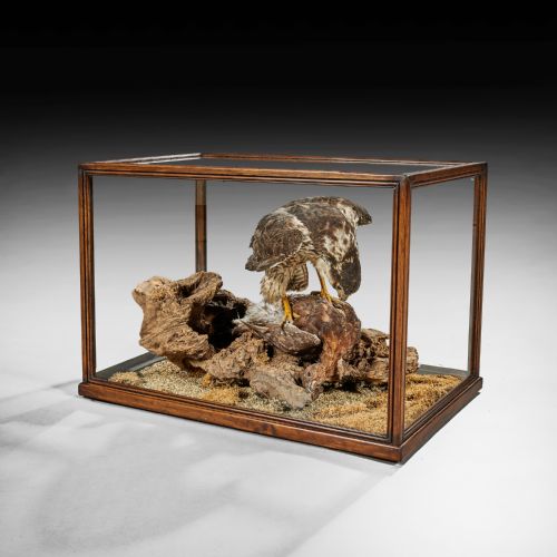 Victorian Cased Taxidermy Hawk with Grouse as Prey 
