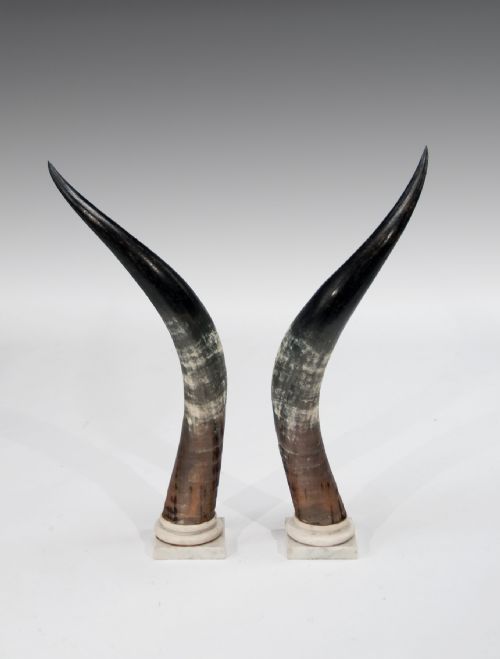 fig 1. A Large Decorative Pair of Antique Marble Mounted Longhorn Steer Horns 