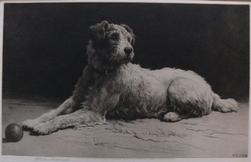 Herbert Dicksee "Ready" Old Etching of a Terrier
