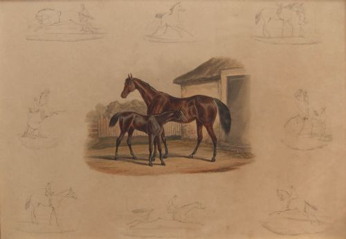 Ackermann & Co. (Publishers) "Mare & Foal,  Aquatint 1848