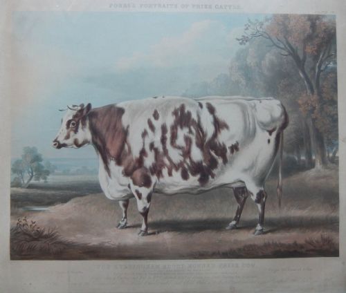 "The Everingham Prize Cow" Old Engraving