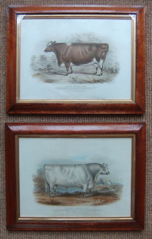 H.strafford "Short Horned Cow" and "Short Horned Bull" Pair Old Prints